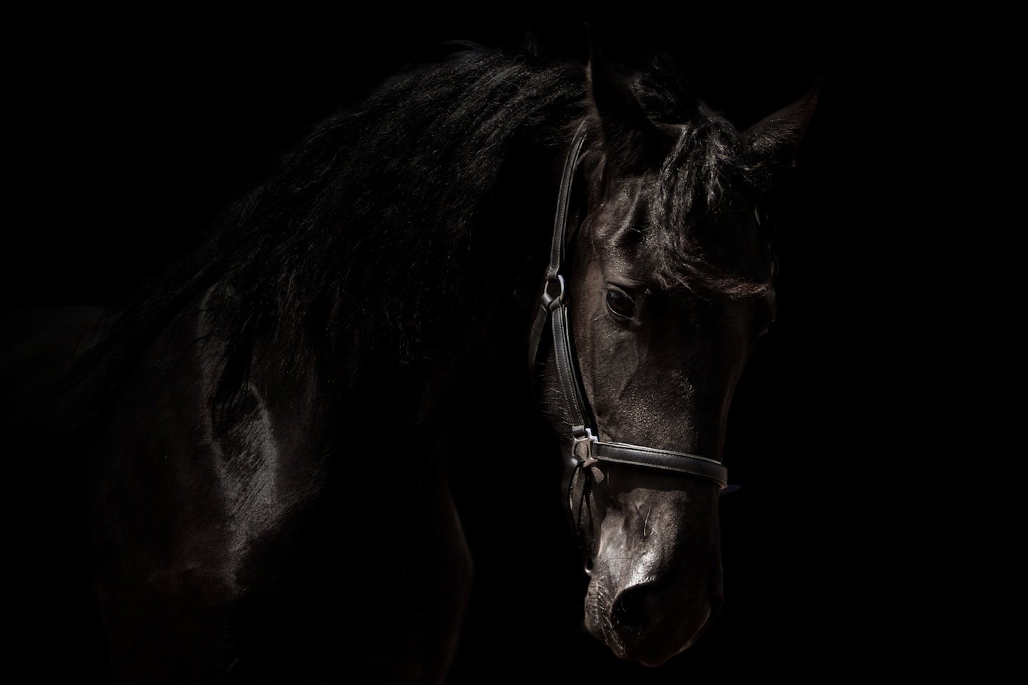 Balance Equine Therapies